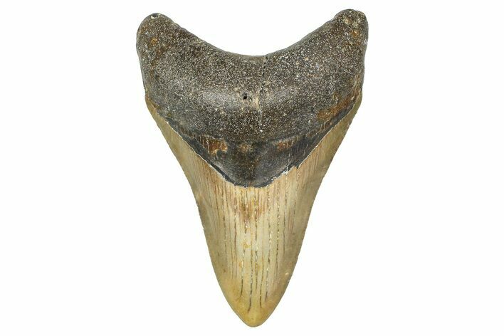 Serrated, Fossil Megalodon Tooth - North Carolina #364982